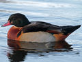 Wood Duck x Common Shelduck hybrid